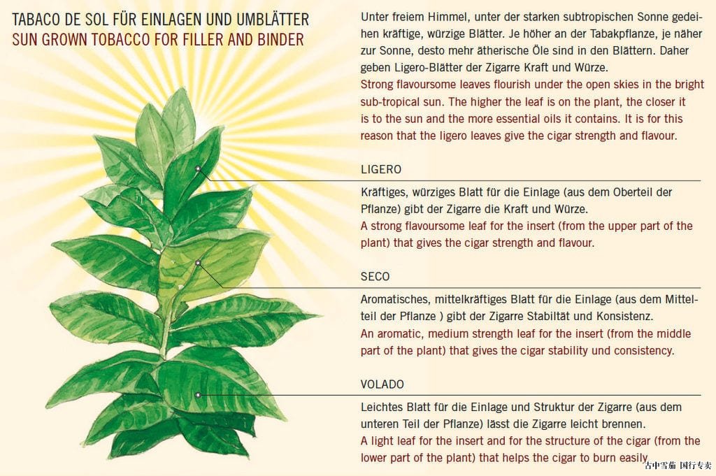 用于茄芯和茄套的阳光种植烟草 ligero seco volado