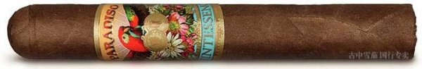SAN CRISTÓBAL (PARADISO) QUINTESSENCE ROBUSTO | 圣克里斯托瓦尔（帕拉迪索）精髓 罗布图